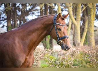 Oldenburgo, Caballo castrado, 7 años, 171 cm, Alazán-tostado