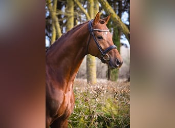 Oldenburgo, Caballo castrado, 7 años, 171 cm, Alazán-tostado