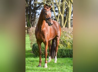 Oldenburgo, Caballo castrado, 7 años, 171 cm, Alazán-tostado