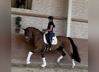 Oldenburgo, Caballo castrado, 7 años, 171 cm, Castaño