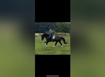 Oldenburgo, Caballo castrado, 7 años, 171 cm, Castaño