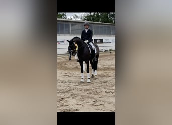 Oldenburgo, Caballo castrado, 7 años, 171 cm, Castaño