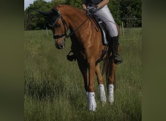 Oldenburgo, Caballo castrado, 7 años, 172 cm, Alazán