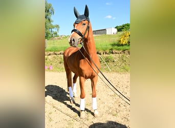 Oldenburgo, Caballo castrado, 7 años, 172 cm, Alazán