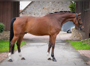 Oldenburgo, Caballo castrado, 7 años, 172 cm, Castaño