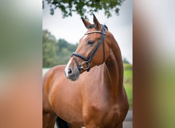 Oldenburgo, Caballo castrado, 7 años, 172 cm, Castaño