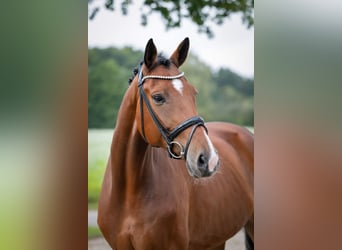 Oldenburgo, Caballo castrado, 7 años, 172 cm, Castaño