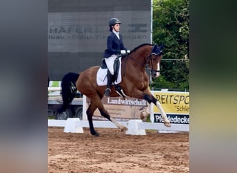 Oldenburgo, Caballo castrado, 7 años, 172 cm, Castaño
