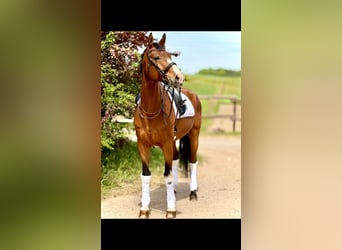 Oldenburgo, Caballo castrado, 7 años, 172 cm, Castaño