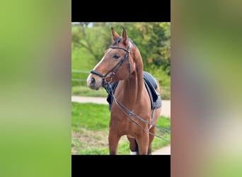 Oldenburgo, Caballo castrado, 7 años, 172 cm, Castaño