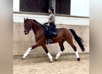 Oldenburgo, Caballo castrado, 7 años, 172 cm, Castaño