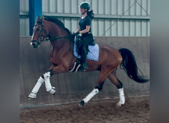 Oldenburgo, Caballo castrado, 7 años, 172 cm, Castaño