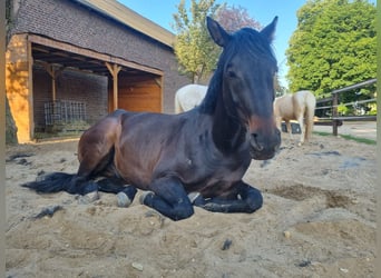 Oldenburgo, Caballo castrado, 7 años, 172 cm, Castaño oscuro