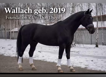 Oldenburgo, Caballo castrado, 7 años, 172 cm, Negro