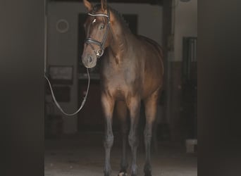 Oldenburgo, Caballo castrado, 7 años, 173 cm, Castaño oscuro