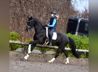 Oldenburgo, Caballo castrado, 7 años, 173 cm, Negro