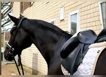 Oldenburgo, Caballo castrado, 7 años, 173 cm, Negro