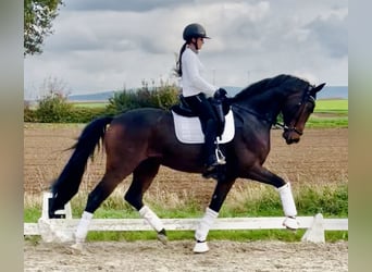 Oldenburgo, Caballo castrado, 7 años, 174 cm, Castaño