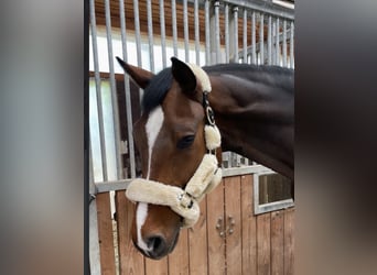 Oldenburgo, Caballo castrado, 7 años, 174 cm, Castaño