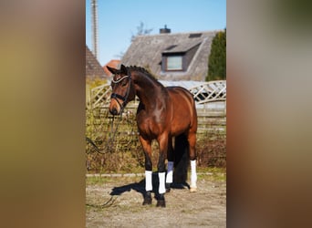 Oldenburgo, Caballo castrado, 7 años, 174 cm, Castaño