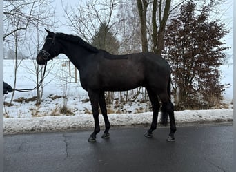 Oldenburgo, Caballo castrado, 7 años, 174 cm, Negro