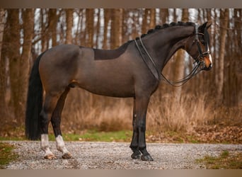 Oldenburgo, Caballo castrado, 7 años, 175 cm, Castaño oscuro