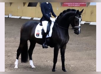 Oldenburgo, Caballo castrado, 7 años, 175 cm, Castaño oscuro