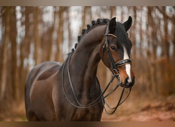 Oldenburgo, Caballo castrado, 7 años, 175 cm, Castaño oscuro