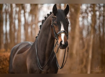 Oldenburgo, Caballo castrado, 7 años, 175 cm, Castaño oscuro