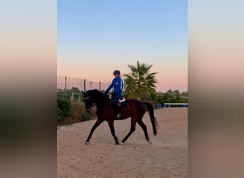 Oldenburgo, Caballo castrado, 7 años, 175 cm, Castaño oscuro