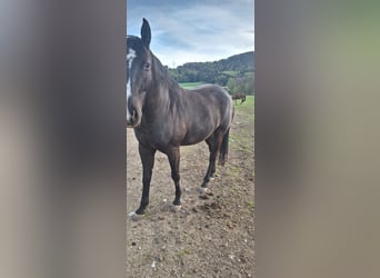 Oldenburgo Mestizo, Caballo castrado, 7 años, 175 cm, Morcillo