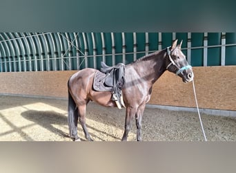 Oldenburgo Mestizo, Caballo castrado, 7 años, 175 cm, Morcillo