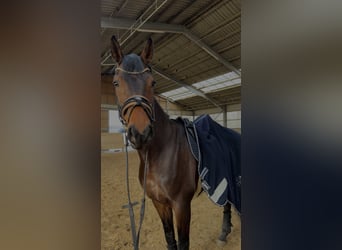 Oldenburgo, Caballo castrado, 7 años, 176 cm, Castaño