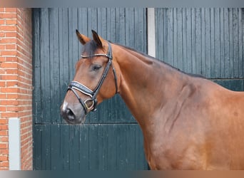 Oldenburgo, Caballo castrado, 7 años, 177 cm, Castaño