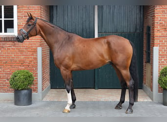 Oldenburgo, Caballo castrado, 7 años, 177 cm, Castaño