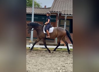 Oldenburgo, Caballo castrado, 7 años, 177 cm, Castaño