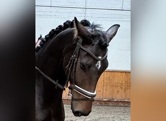 Oldenburgo, Caballo castrado, 7 años, 177 cm, Castaño