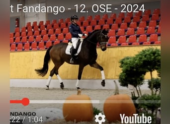 Oldenburgo, Caballo castrado, 7 años, 177 cm, Castaño