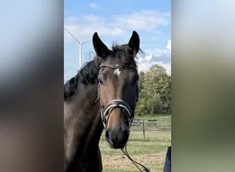 Oldenburgo, Caballo castrado, 7 años, 177 cm, Castaño