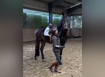 Oldenburgo, Caballo castrado, 7 años, 177 cm, Castaño