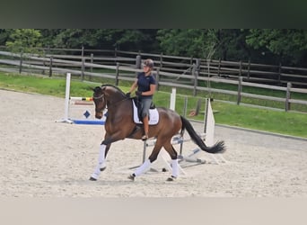 Oldenburgo, Caballo castrado, 7 años, 177 cm, Castaño oscuro