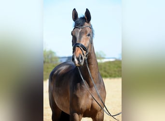 Oldenburgo, Caballo castrado, 7 años, 178 cm, Castaño oscuro