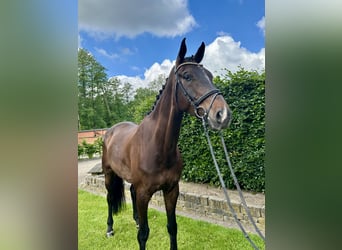 Oldenburgo, Caballo castrado, 7 años, 180 cm, Morcillo