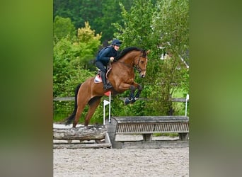 Oldenburgo, Caballo castrado, 7 años, 184 cm, Castaño