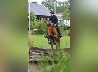 Oldenburgo, Caballo castrado, 7 años, 184 cm, Castaño