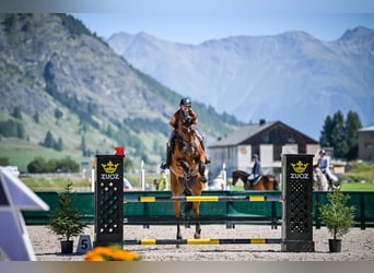 Oldenburgo, Caballo castrado, 7 años, 186 cm, Castaño