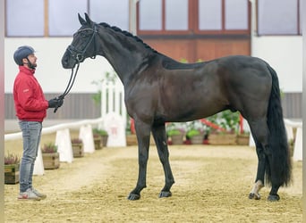 Oldenburgo, Caballo castrado, 7 años, Negro