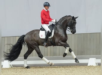 Oldenburgo, Caballo castrado, 7 años, Negro