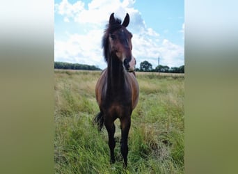 Oldenburgo Mestizo, Caballo castrado, 8 años, 161 cm, Castaño oscuro