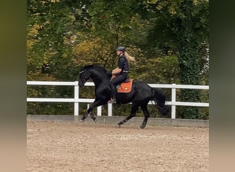 Oldenburgo, Caballo castrado, 8 años, 161 cm, Negro